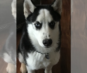 Siberian Husky Puppy for sale in PLAIN CITY, OH, USA