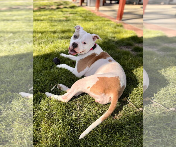 Medium Photo #5 Mutt Puppy For Sale in Alexandria, VA, USA