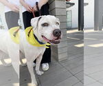 Small #3 Bulldog-Staffordshire Bull Terrier Mix