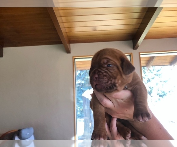 Medium Photo #1 Dogue de Bordeaux Puppy For Sale in INKOM, ID, USA