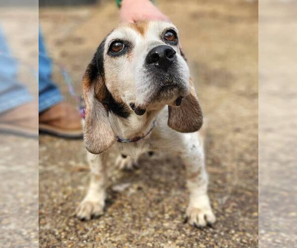 Medium Photo #2 Beagle Puppy For Sale in Las Vegas, NV, USA