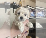 Small Lhasa Apso-Poodle (Standard) Mix
