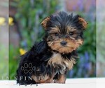 Lily - Female Yorkshire Terrier Puppy for Sale - Photo #2
