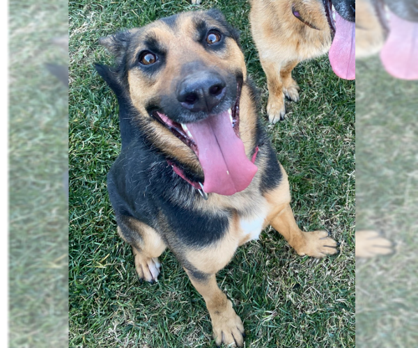 Medium Photo #1 German Shepherd Dog-Unknown Mix Puppy For Sale in W Hollywood, CA, USA