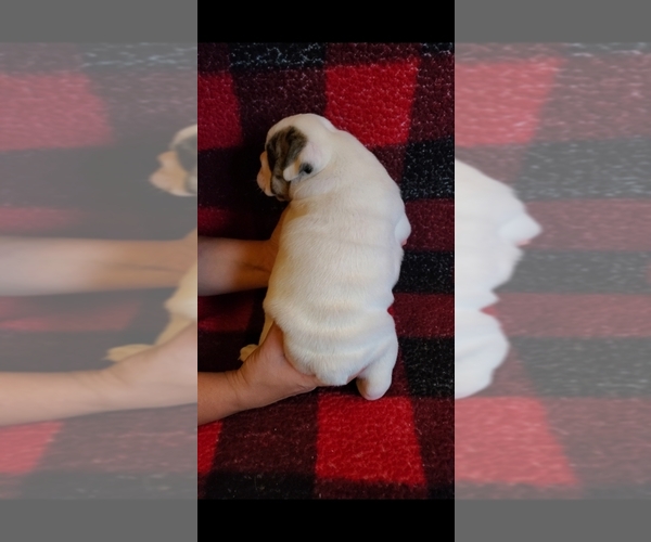 Medium Photo #2 English Bulldog Puppy For Sale in SPANAWAY, WA, USA