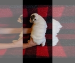 Small Photo #2 English Bulldog Puppy For Sale in SPANAWAY, WA, USA