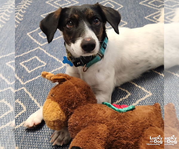 Medium Photo #5 Rat Terrier-Unknown Mix Puppy For Sale in Washington, DC, USA