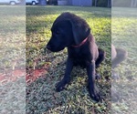 Image preview for Ad Listing. Nickname: Misty
