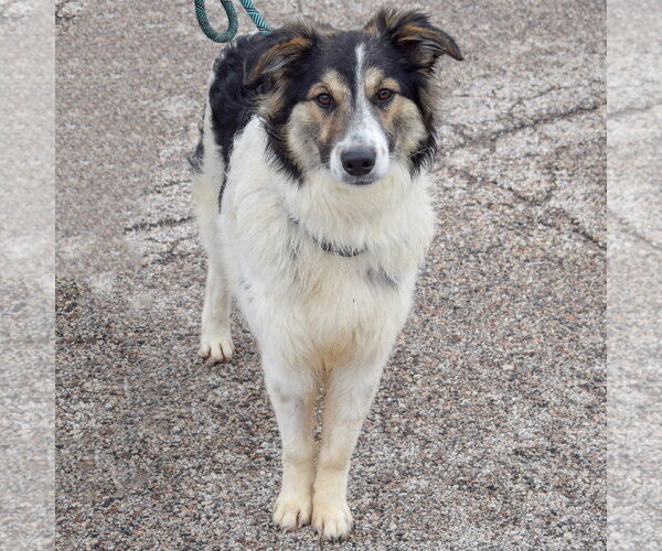 Medium Photo #3 Australian Shepherd-Collie Mix Puppy For Sale in Huntley, IL, USA