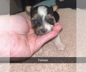 Yorkshire Terrier Puppy for sale in RAINELLE, WV, USA