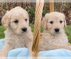 Goldendoodle Puppy for sale in CHESTERFIELD, MI, USA