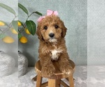 Small #1 Goldendoodle (Miniature)