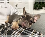 Small French Bulldog