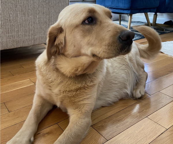 Medium Photo #1 Labrador Retriever Puppy For Sale in WILDWOOD, GA, USA