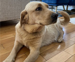 Small Photo #1 Labrador Retriever Puppy For Sale in WILDWOOD, GA, USA
