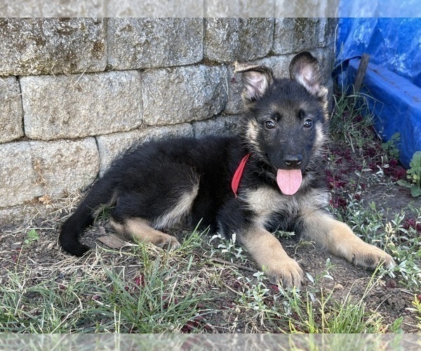 Medium Photo #8 German Shepherd Dog Puppy For Sale in EUGENE, OR, USA