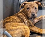 Small #2 American Staffordshire Terrier Mix