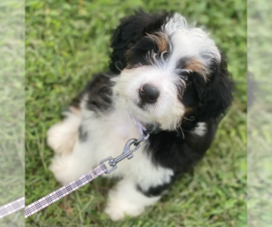 Bernedoodle-Bernese Mountain Dog Mix Puppy for sale in LAKE STEVENS, WA, USA