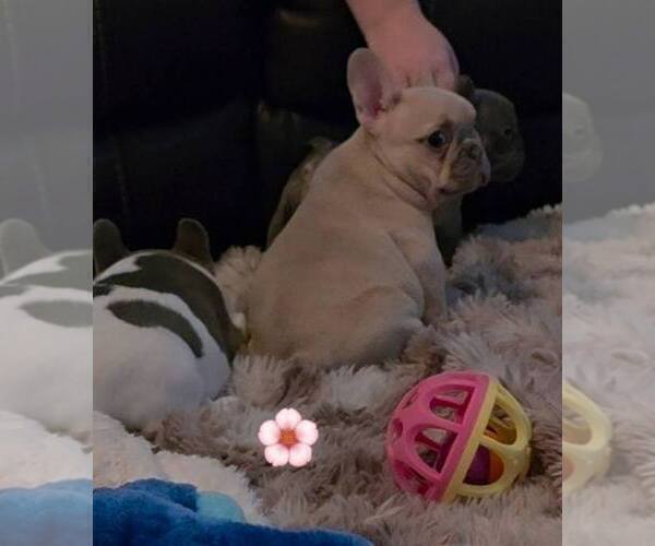 Medium Photo #5 French Bulldog Puppy For Sale in BOSTON, KY, USA