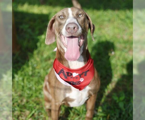 Medium Photo #1 American Staffordshire Terrier-Unknown Mix Puppy For Sale in San Antonio, TX, USA