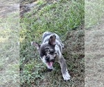 Puppy Chip French Bulldog