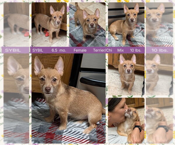 Medium Photo #1 Chihuahua-Unknown Mix Puppy For Sale in Mesa, AZ, USA