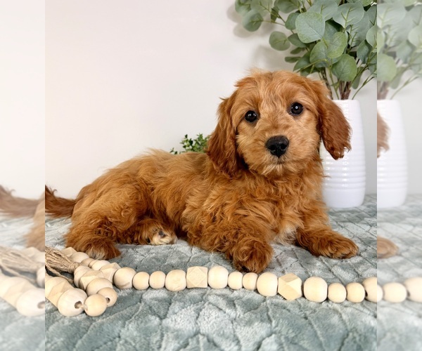 Medium Photo #4 Cock-A-Poo Puppy For Sale in GREENFIELD, IN, USA