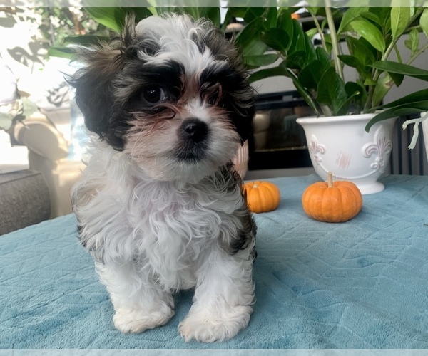 Medium Photo #7 Zuchon Puppy For Sale in RENO, NV, USA