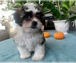 Small Photo #7 Zuchon Puppy For Sale in RENO, NV, USA