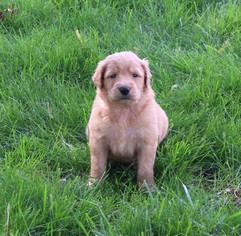 Medium Goldendoodle