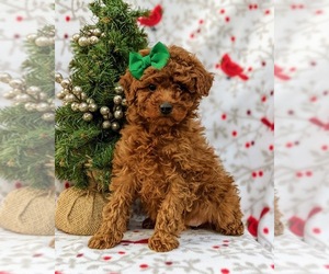 Poodle (Miniature) Puppy for sale in NEW PROVIDENCE, PA, USA