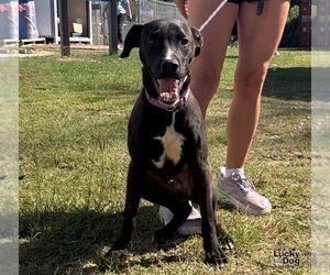 Marty - Male Labrador Retriever-Unknown Mix Dog for Adoption - Photo #3