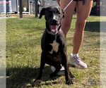 Small Photo #3 Labrador Retriever-Unknown Mix Puppy For Sale in Washington, DC, USA