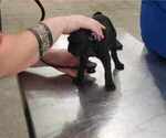 Small Photo #3 Pug Puppy For Sale in LYNDON CENTER, VT, USA