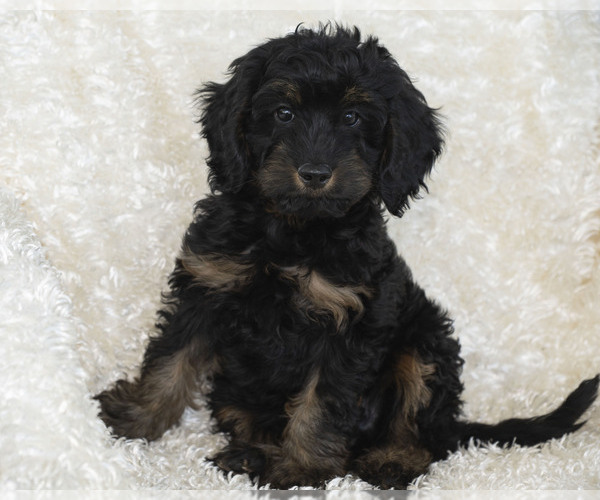 Medium Photo #8 Goldendoodle Puppy For Sale in TOPEKA, KS, USA