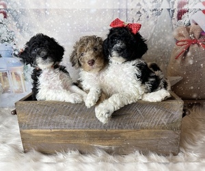 Poodle (Standard) Puppy for sale in CONCORD, NC, USA