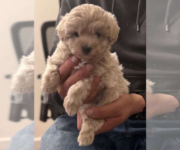 Medium Photo #2 Poo-Ton (Miniature) Puppy For Sale in EDMONDS, WA, USA