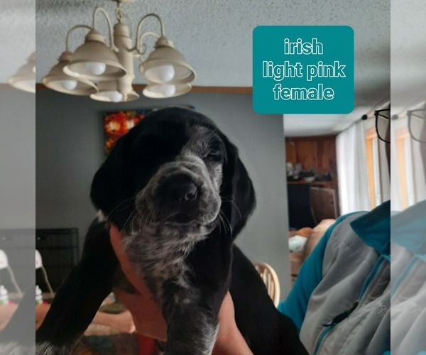 Medium Photo #3 Labradinger Puppy For Sale in UNITY, NH, USA