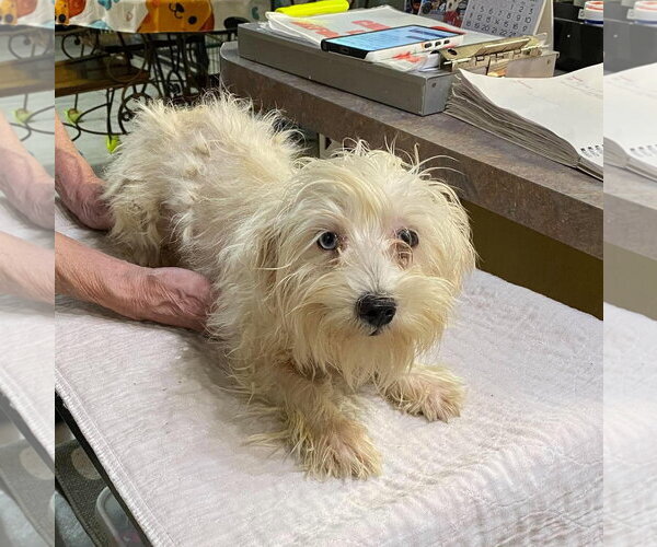 Medium Photo #1 Maltese Puppy For Sale in Benton, LA, USA