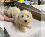 Bellinzona (NOT YET AVAILABLE) - Female Maltese Dog for Adoption - Small photo