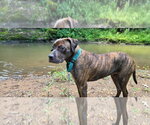 Small #1 Mutt