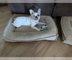 French Bulldog Puppy for sale in GRAND JUNCTION, CO, USA