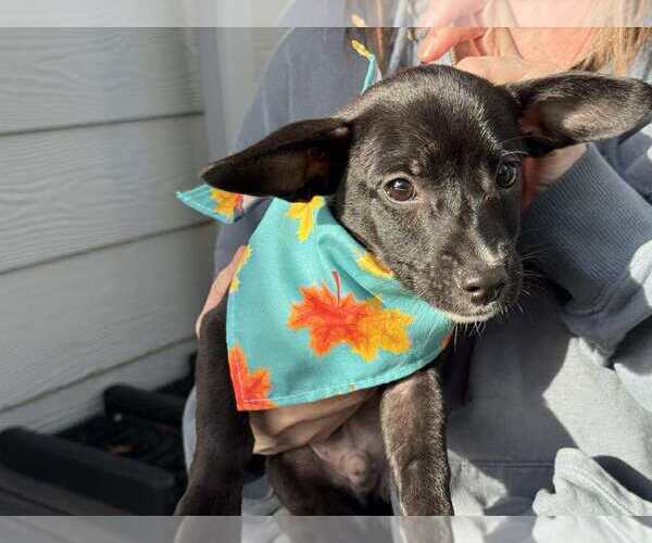 Medium Photo #6 Chihuahua Puppy For Sale in Arlington, WA, USA