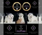 Small Photo #57 Maltese Puppy For Sale in WARSAW, IN, USA