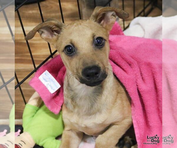 Medium Photo #2 Chihuahua-Unknown Mix Puppy For Sale in Washington, DC, USA