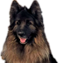 Small Photo #1 King Shepherd Puppy For Sale in PEACH SPRINGS, AZ, USA