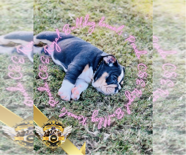 Medium Photo #5 English Bulldog Puppy For Sale in ATHENS, GA, USA