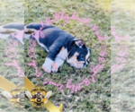 Small Photo #5 English Bulldog Puppy For Sale in ATHENS, GA, USA