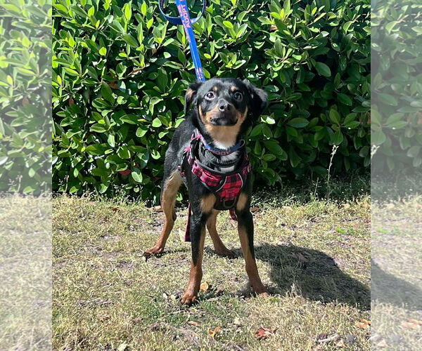 Medium Photo #3 Chihuahua-Unknown Mix Puppy For Sale in Yuba City, CA, USA