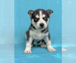 Small #2 Siberian Husky